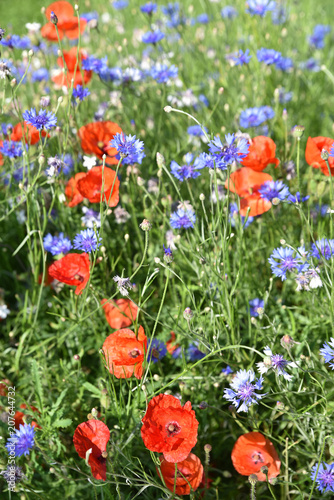 Coquelicots et bleuets photo