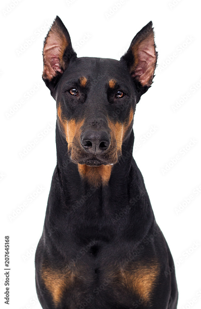 Doberman dog looking at white background