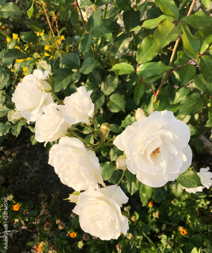 Fototapeta Naklejka Na Ścianę i Meble -  Close-Up Of Fresh White Roses Blooming In Garden