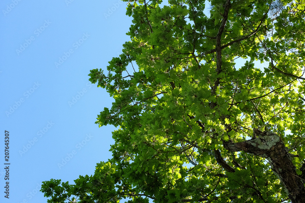 Green oak leaves against the blue sky with clouds Green oak leaves against the blue sky with clouds
