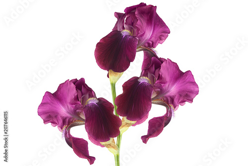 Fototapeta Naklejka Na Ścianę i Meble -   flower  iris  on white background for designers