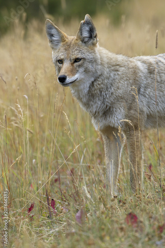 Amazing eyes of wild coyote in Canadian Rockies