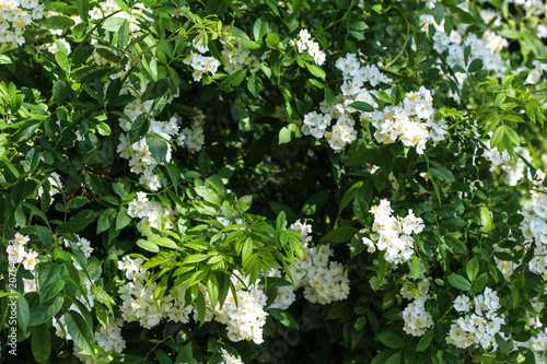 Close up of a flower of the Prunus avium, commonly called wild cherry, sweet cherry, or gean