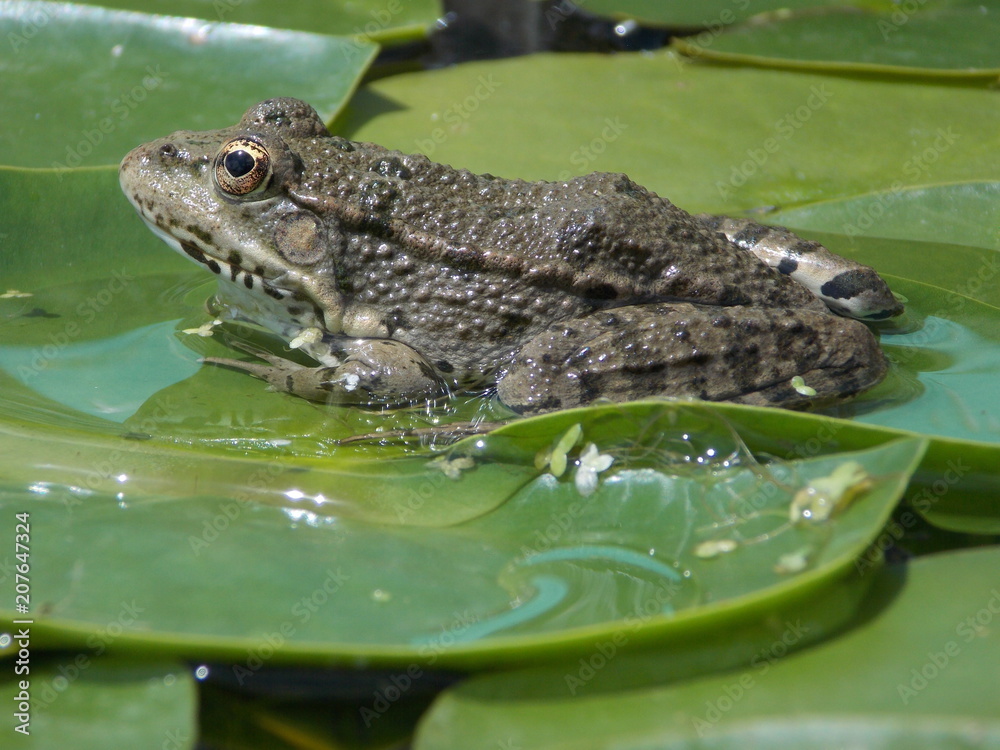 Obraz premium grenouille