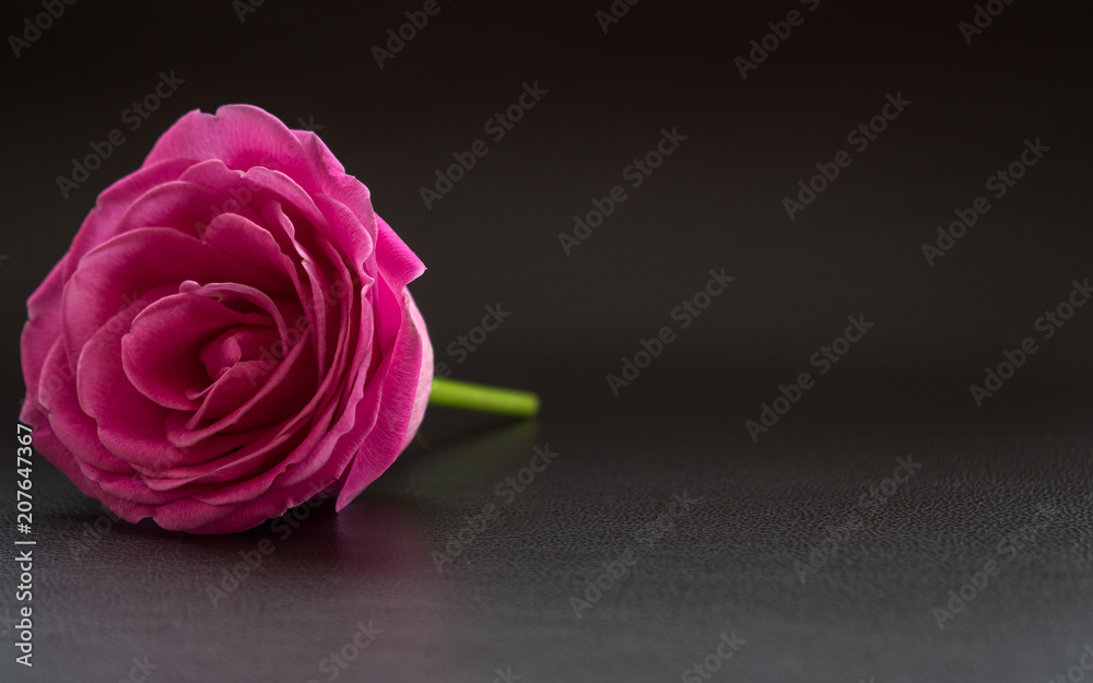 Fototapeta premium pink rose on dark leather surface