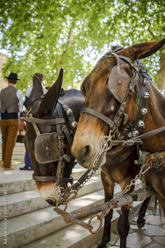 Obraz premium Mulets attelés tradition 