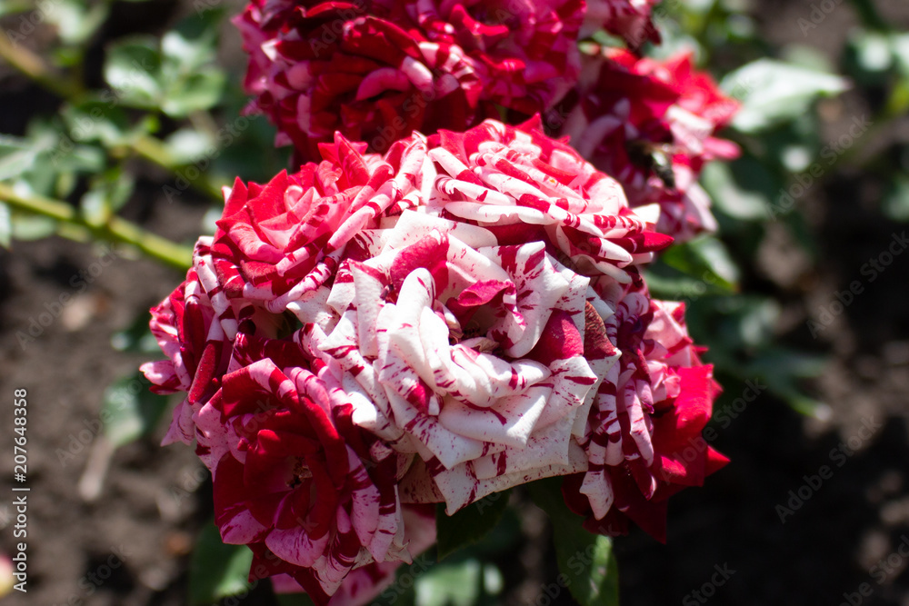 Beautiful bicolor rose flower blossom in the garden. Red and white petals Beautiful bicolor rose flower blossom in the garden. Red and white petals
