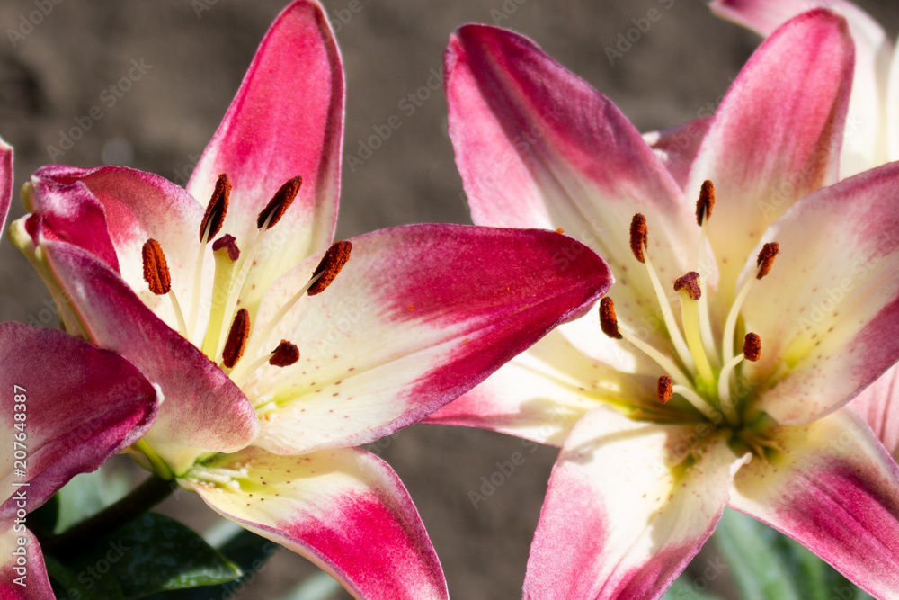 Obraz premium Beautiful pink lily flower blossom in the garden