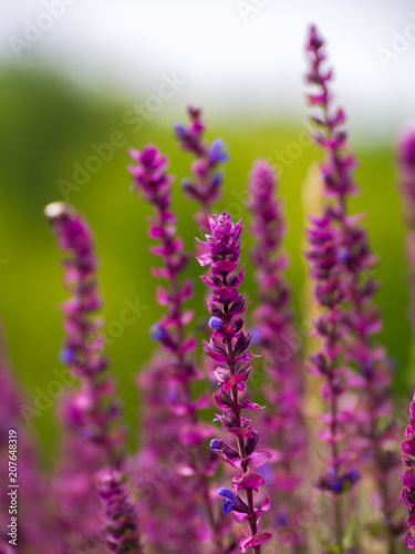 Purple flowers. Salvia officinalis. Herbal plant.