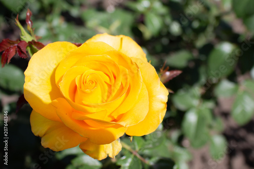 Beautiful yellow rose flower blossom in the garden