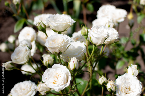 Beautiful white rose flower blossom in the garden © Anna