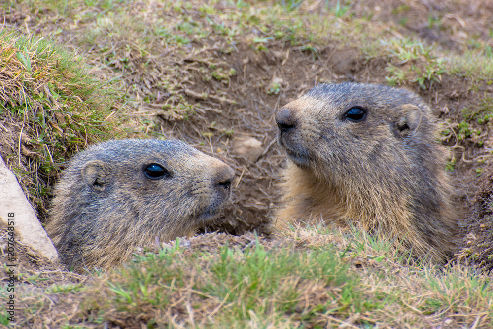 Naklejka premium Marmottons