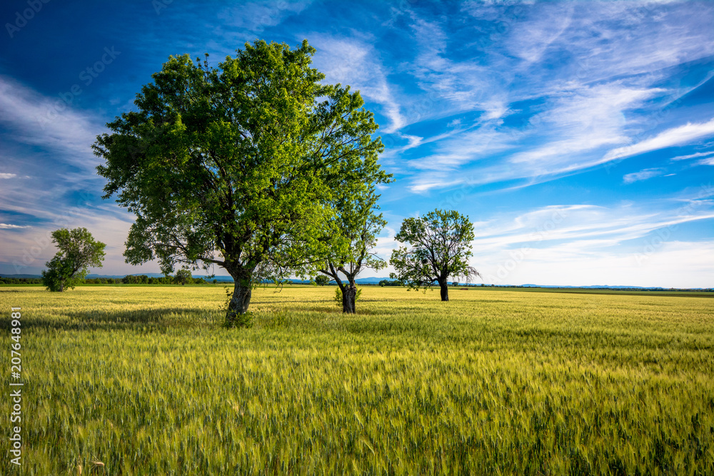 Fototapeta premium Blés verts et amandiers sur le Plateau de Valensole