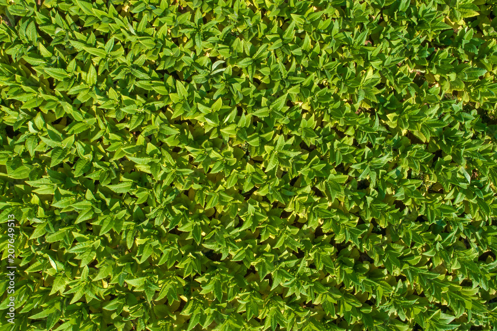 Aerial view of Tobacco farmland. Aerial view of Tobacco farmland.