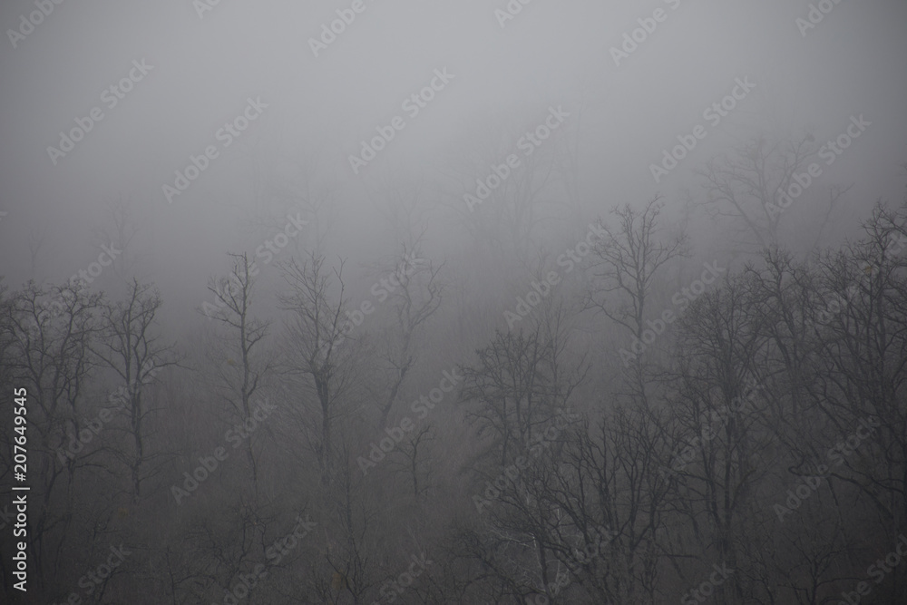 Landscape with beautiful fog in forest on hill or Trail through a mysterious winter forest with autumn leaves on the ground. Road through a winter forest. Magical atmosphere. Azerbaijan Landscape with beautiful fog in forest on hill or Trail through a mysterious winter forest with autumn leaves on the ground. Road through a winter forest. Magical atmosphere. Azerbaijan
