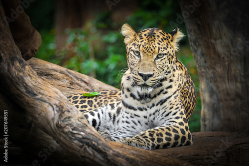 Behavior of leopard.