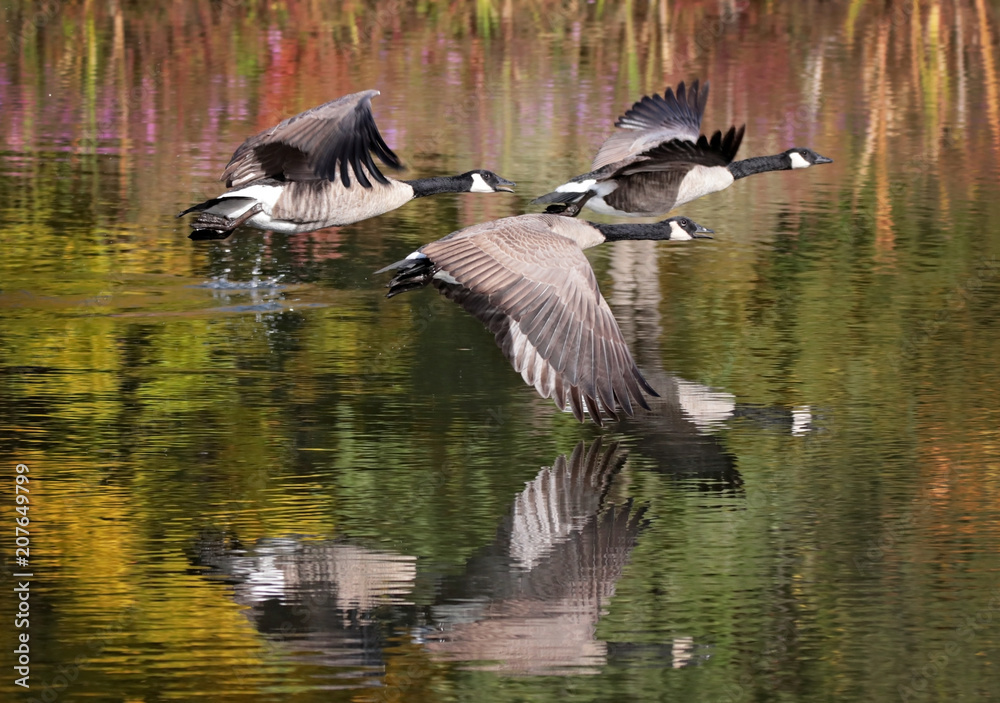 canada geese flying across a pond during autumn canada geese flying across a pond during autumn