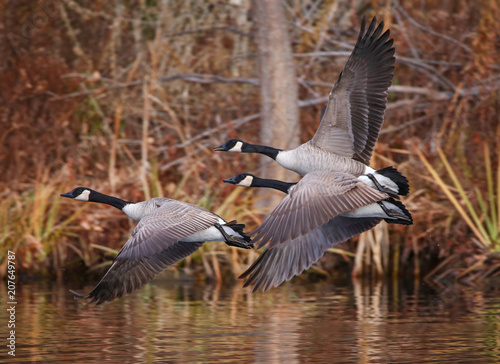 canada geese flying across a pond during autumn