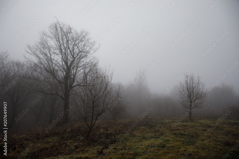 Landscape with beautiful fog in forest on hill or Trail through a mysterious winter forest with autumn leaves on the ground. Road through a winter forest. Magical atmosphere. Azerbaijan Landscape with beautiful fog in forest on hill or Trail through a mysterious winter forest with autumn leaves on the ground. Road through a winter forest. Magical atmosphere. Azerbaijan