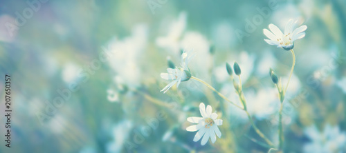 Field wild flowers close-up in the sun, toned photo