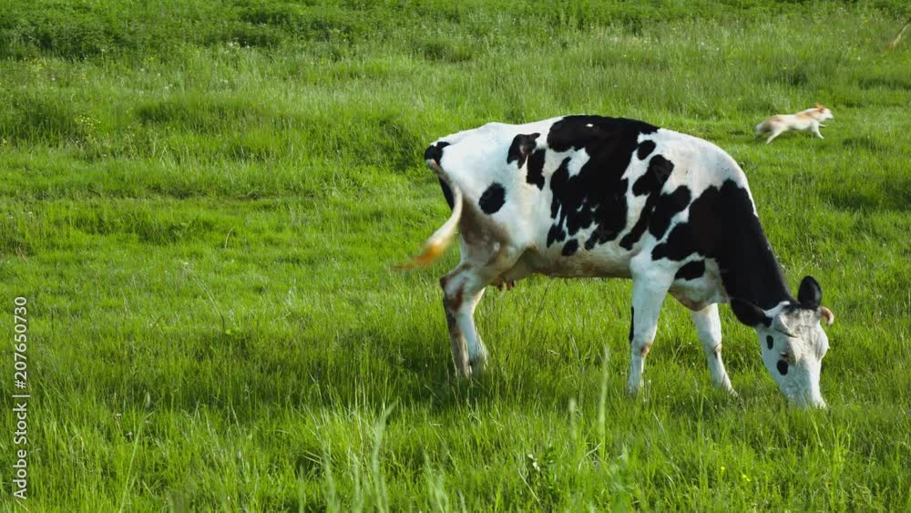 Dairy cows grazing on grass in the pasture Dairy cows grazing on grass in the pasture