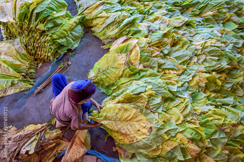 Farmers are arranging tobacco leaves.