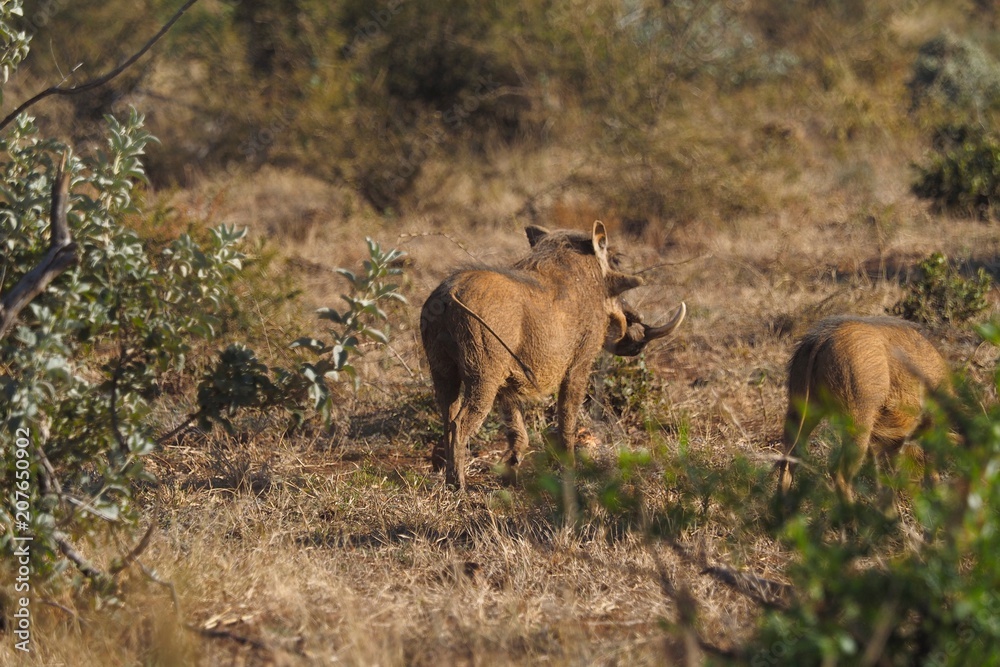 Fototapeta premium Safari sights
