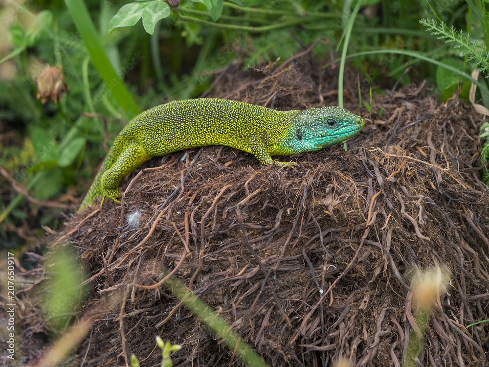 Lézard vert en promenade Lézard vert en promenade