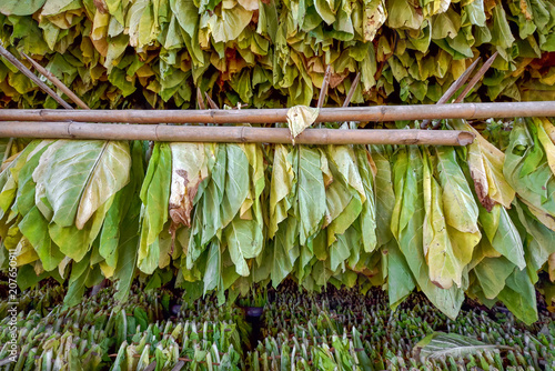 Dried tobacco in curing.