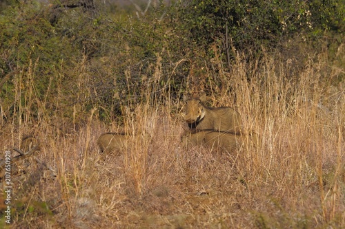 Safari sights