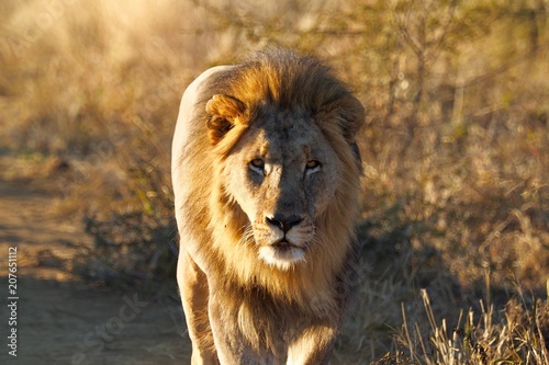 South African male lion