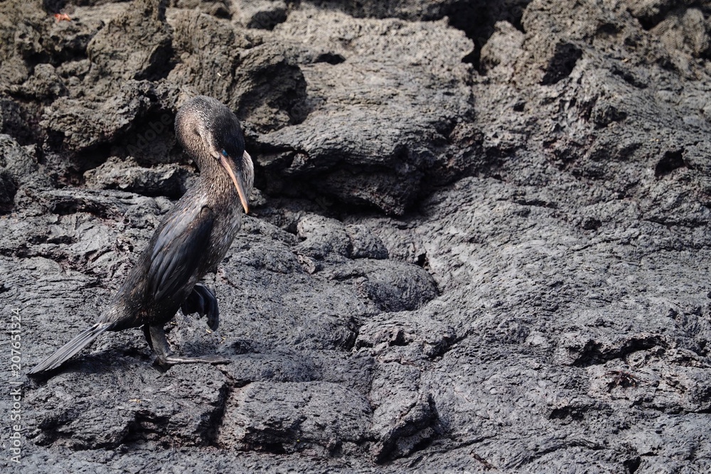 Obraz premium Galapagos Flightless Cormorant Phalacrocorax harrisi