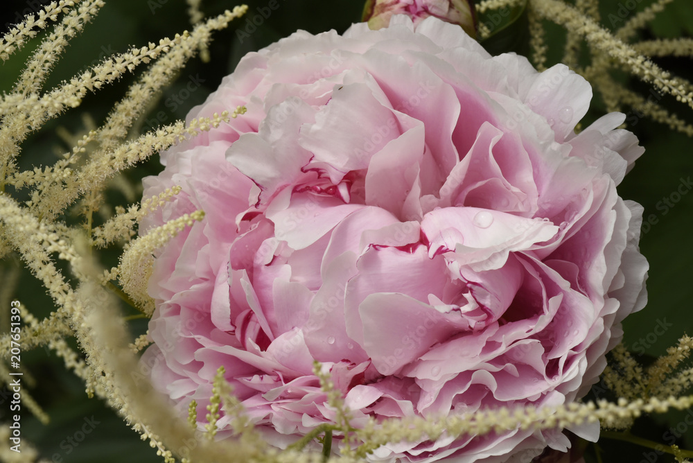 Obraz premium rosa Pfingstrose