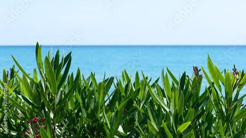 Frame, background, tropical leaves and blue sea, space for text. Theme of vacation, recreation, the sea