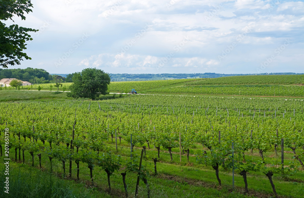 Weinanbau in Frankreich