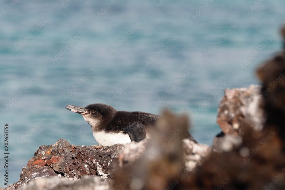 Fototapeta premium Galapagos Penguin
