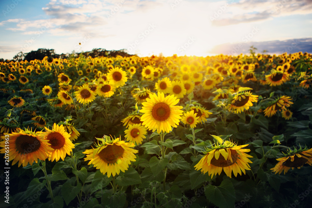 Fototapeta premium Sunflower field at sunset.