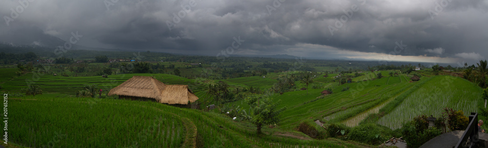 Obraz premium Rice Terrace Pano