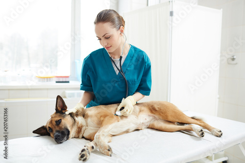 Fototapeta Naklejka Na Ścianę i Meble -  Sick shepherd dog lying on medical table while young vet examining it with stethoscope