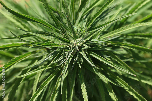 Close-up of Cannabis Sativa