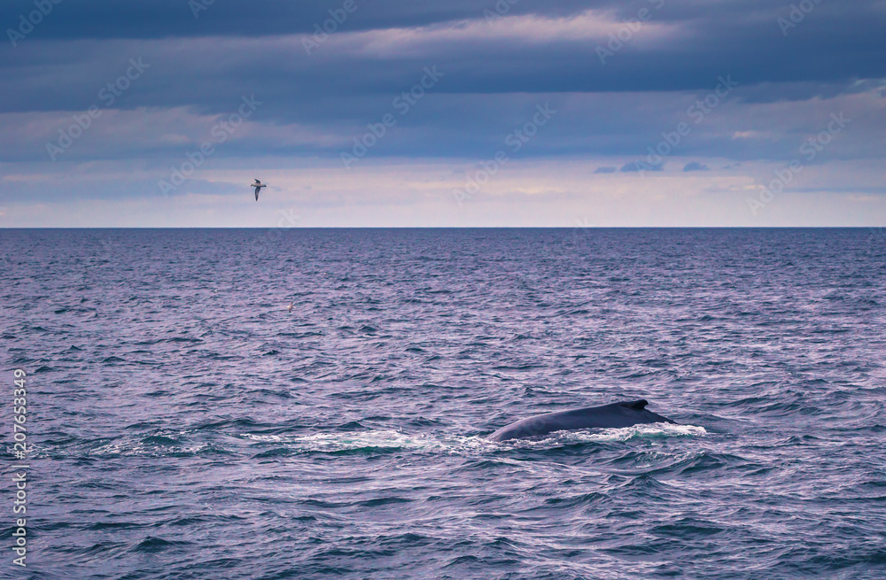 Fototapeta premium Husavik - May 07, 2018: Humpback whale in a whale-watching tour in Husavik, Iceland