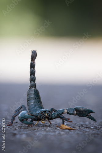 Scorpion
