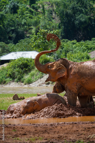 Elephant Mud