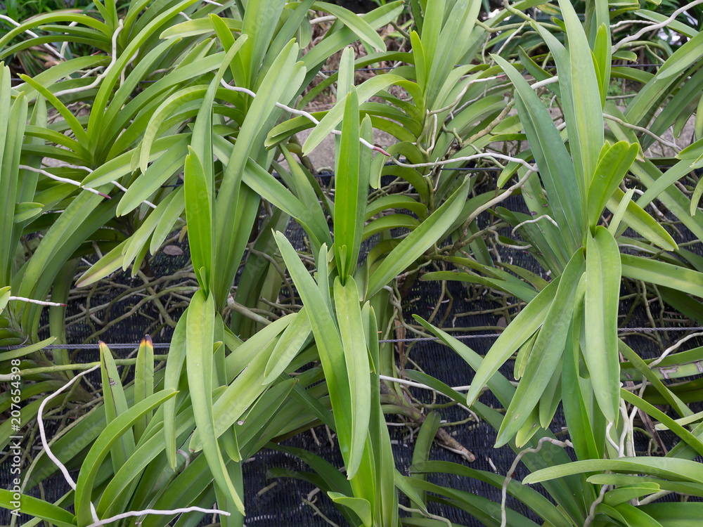 Fototapeta premium Orchid Farm in Thailand.