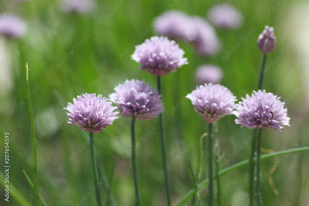 Schnitt onion blooms in the garden with lilac flowers on a summer day. Organic garden for growing green vegetables. Schnitt onion blooms in the garden with lilac flowers on a summer day. Organic garden for growing green vegetables.