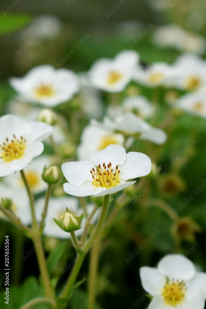 Flowering bush of strawberry in the garden Flowering bush of strawberry in the garden