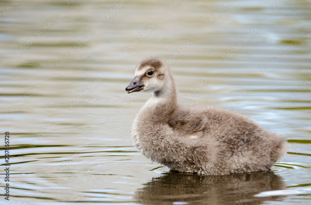 A baby goose takes a paddle in a shallow pond