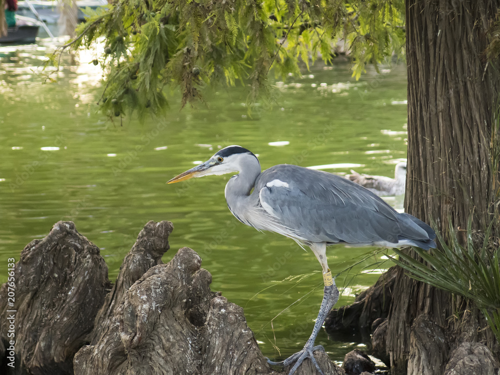 Fototapeta premium Heron bird