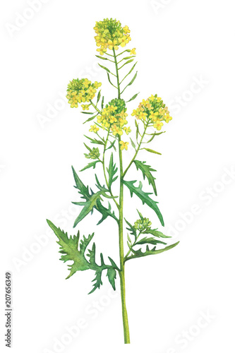 Branch with flowers of wild plant White mustard (also called Sinapis alba, Barbarea). Watercolor hand drawn painting illustration isolated on a white background.