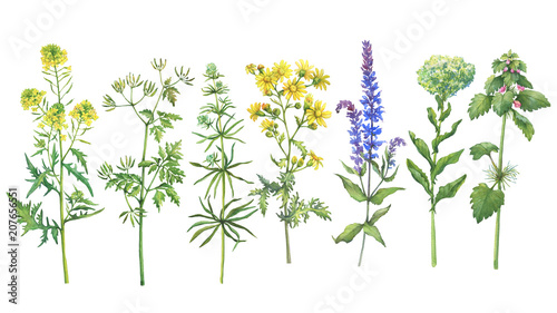 Set with wild plant (sage, mustard, red dead-nettle, ragwort, clivers, hemlock, clover). Watercolor hand drawn painting illustration isolated on a white background.